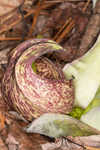 Skunk cabbage